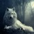 :iconwolfofrose: