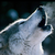 :iconwolfofsummer: