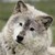 :iconwolfofthefayth: