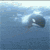:iconWolfoftheSea: