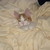 :iconwolfofthesilverwind: