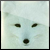 :iconwolfofthesnow: