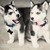 :iconwolfpack1999: