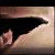:iconwolfpack62: