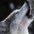 :iconWolfPilot: