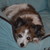 :iconwolfpup720: