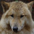 :iconwolfqueen42: