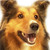 :iconwolfquest4ever: