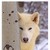 :iconwolfrider850: