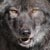 :iconwolfruede: