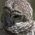 :iconwolfrunner123: