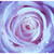 :iconwolfs-inspiration: