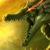 :iconwolfsaint: