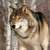 :iconwolfsalvo: