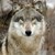 :iconwolfsara: