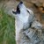 :iconwolfsbane1:
