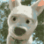 :iconwolfsbanedogdrawer: