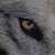 :iconwolfsblut:
