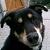 :iconwolfsgeist-eb: