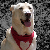 :iconwolfsglare: