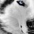 :iconwolfskywolfe: