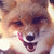 :iconwolfsociety6: