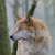 :iconwolfspirit35: