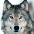 :iconwolfstalk: