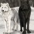 :iconwolfswiftlight: