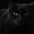 :iconwolfthing1066: