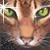 :iconwolftriss13-13: