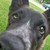 :iconwolfwingss: