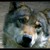:iconwolfwithgreeneyes: