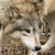 :iconwolfxdlove: