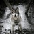 :iconwolfy-lover12: