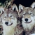 :iconwolfy242: