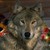 :iconwolfy51868: