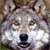 :iconwolfyblue: