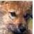 :iconwolfyes: