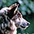 :iconWolfykins: