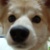 :iconwolfyokai24: