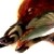 :iconwolfzang: