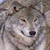 :iconwolve31: