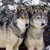 :iconwolve32: