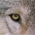 :iconwolvemoon: