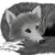 :iconwolvendreamer: