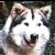 :iconwolvenize: