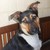 :iconwolves-foxes: