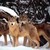 :iconwolves4life87: