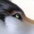 :iconWolvesBayne: